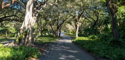 A shaded row with large trees at the sides